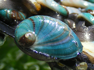 Guided Abalone Farm tours