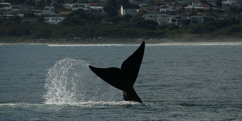 Whale watching walks