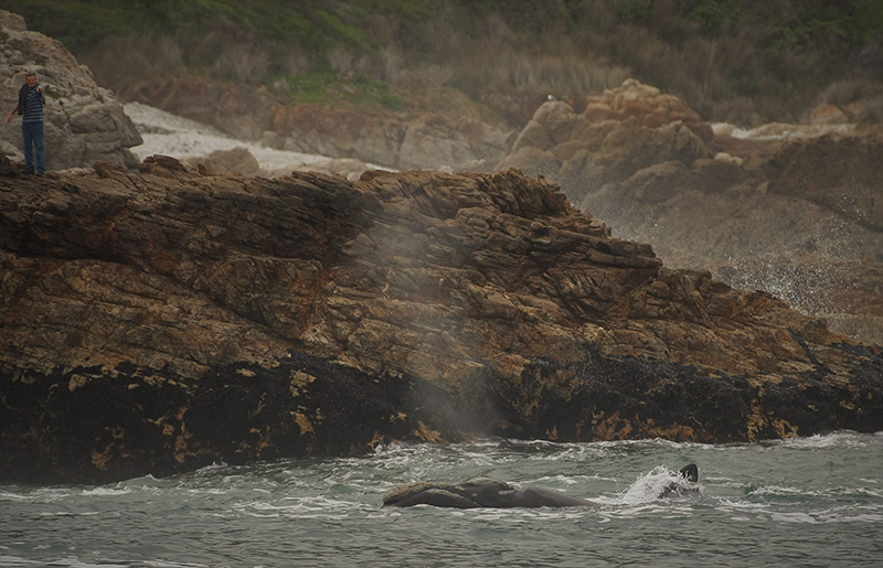 Whale watching walks