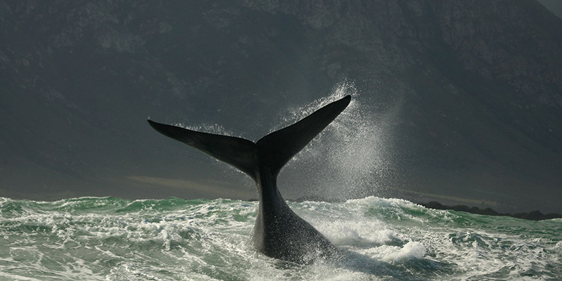 Whale watching walks