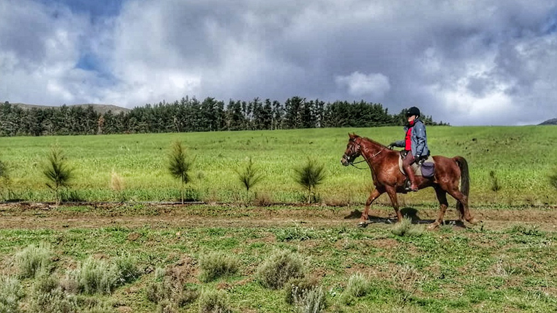 Horse Trails