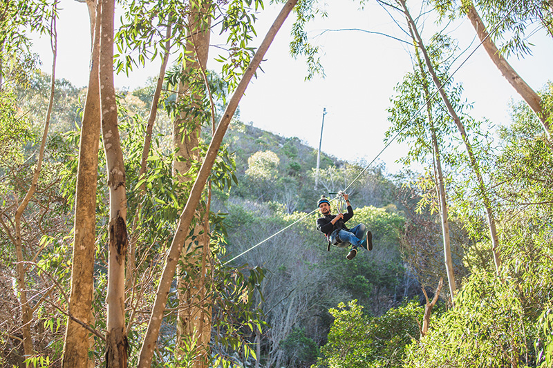 Tree Top