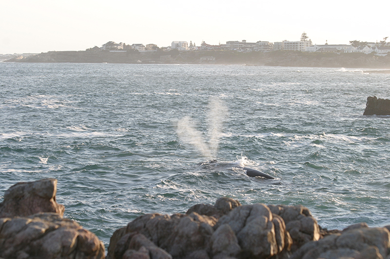 Whales-Hermanus